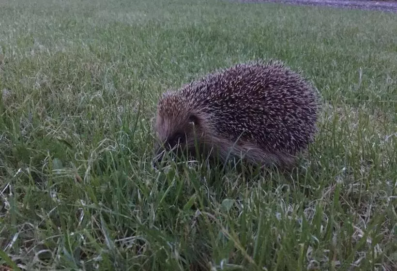 ペンション Château De Plessier Roza