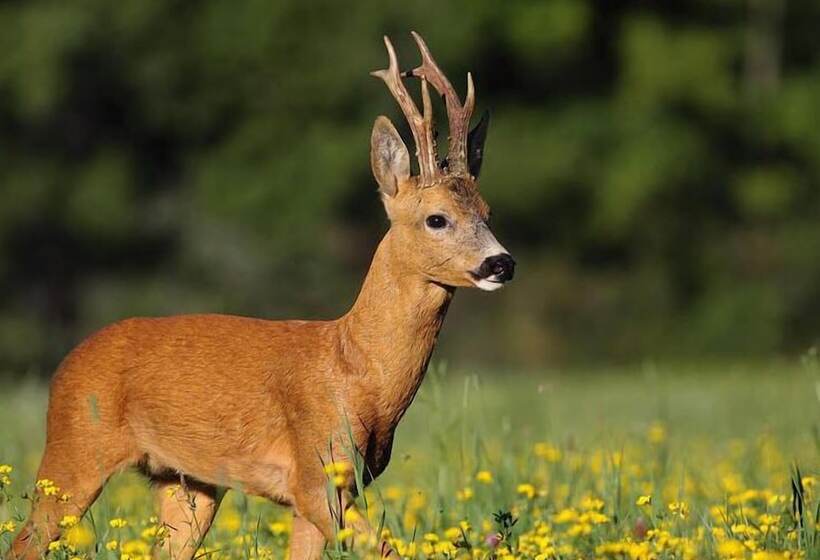 بنسيون Domaine De Ballerand