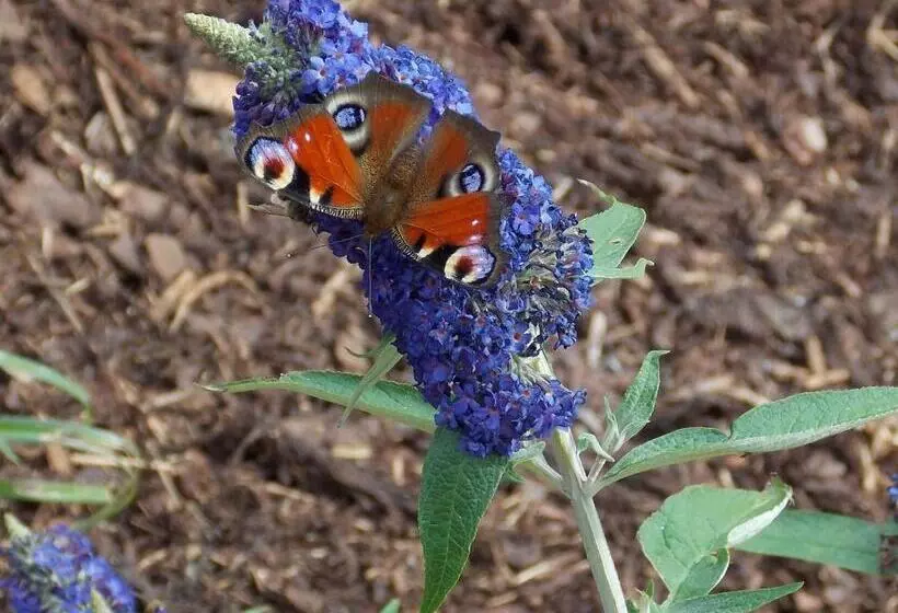 Pension Der Sulzbachhof