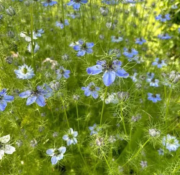 ペンション Pivoine Chambre D Hotes