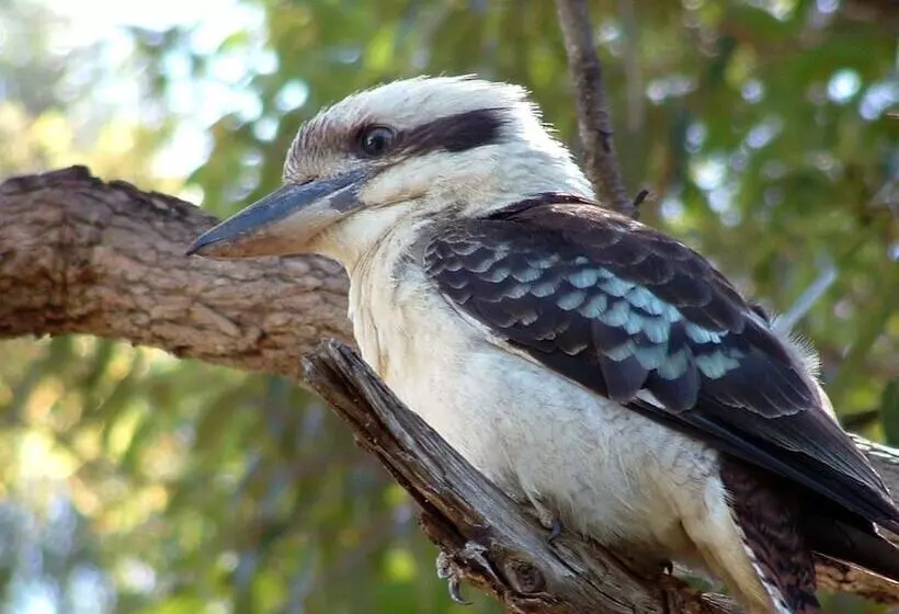 Aamiaismajoitus (B&B) Eastwood Farm