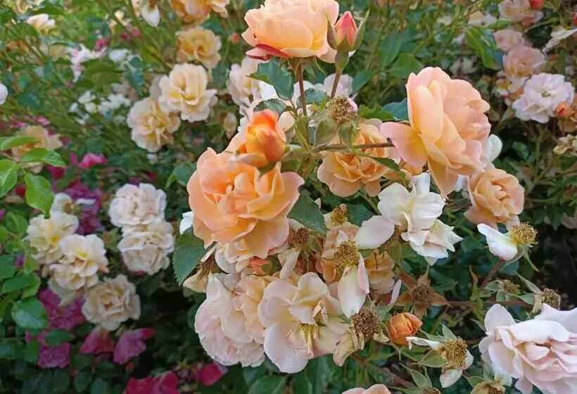 Le Balcon Des Cimes B&b