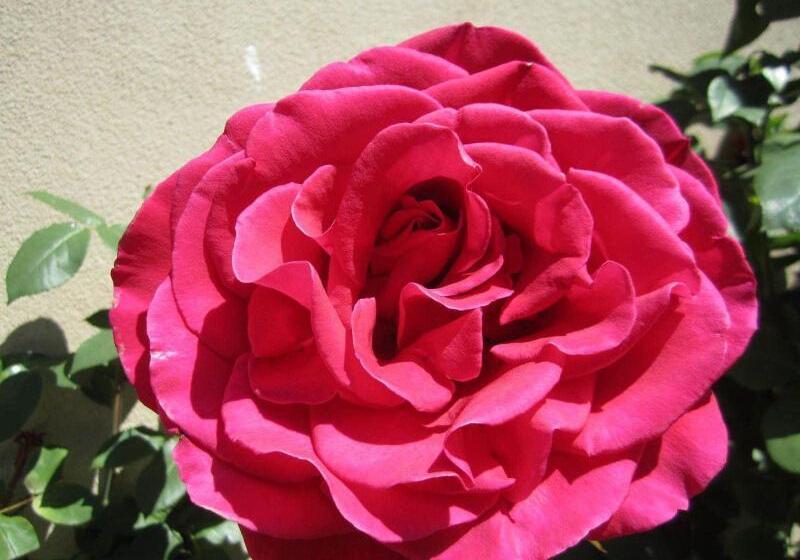 モーテル Arendon Cottage