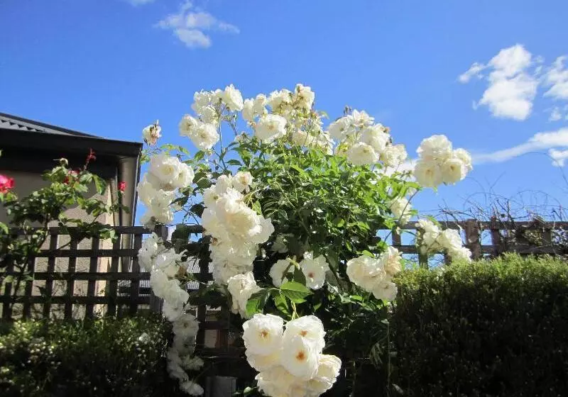 Motelli Arendon Cottage