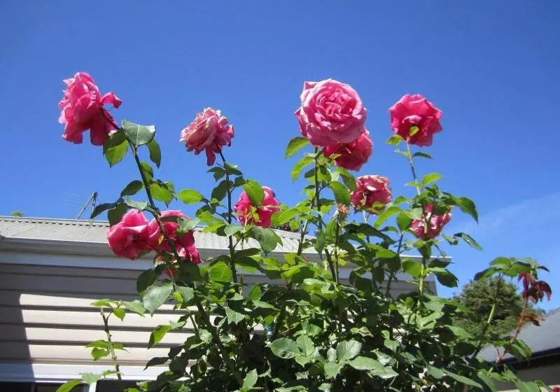 Motelli Arendon Cottage