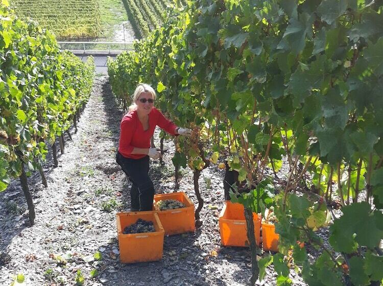 פנסיון Weingut & Gastehaus Kaufmannschneider