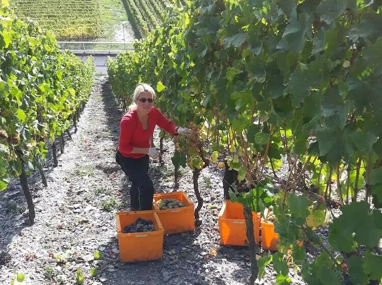Majatalo Weingut & Gastehaus Kaufmannschneider