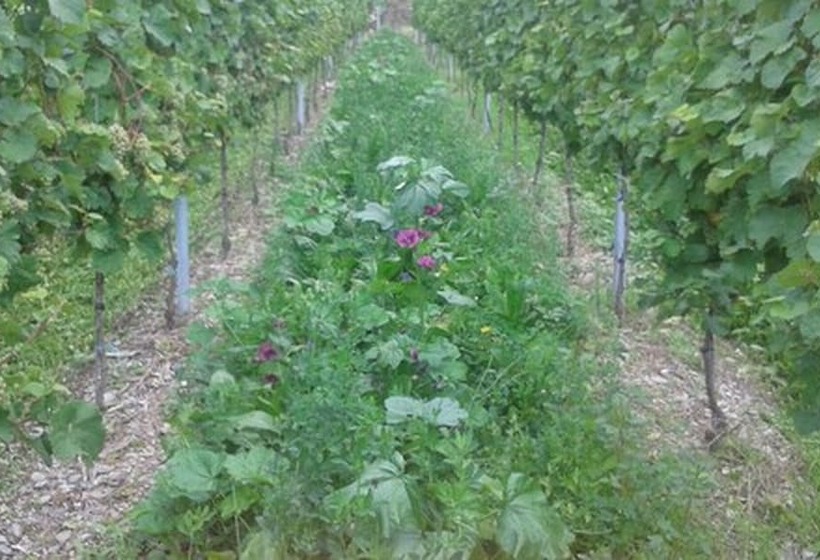 פנסיון Weingut & Gastehaus Kaufmannschneider