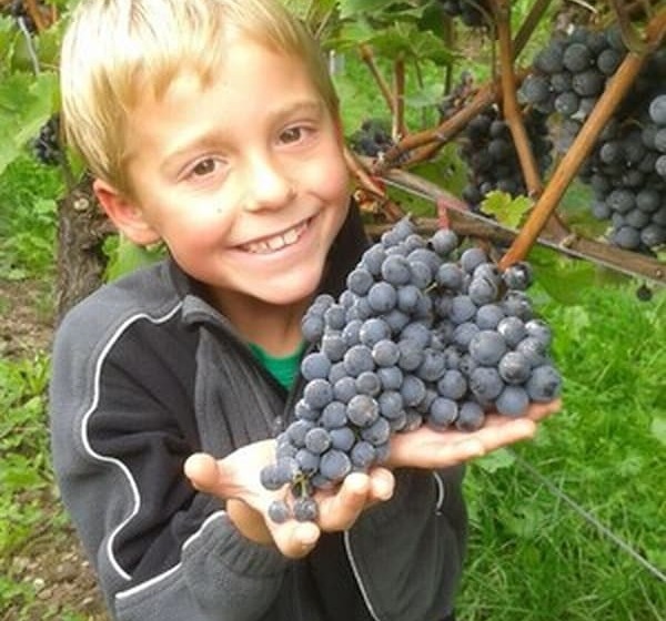 פנסיון Weingut & Gastehaus Kaufmannschneider