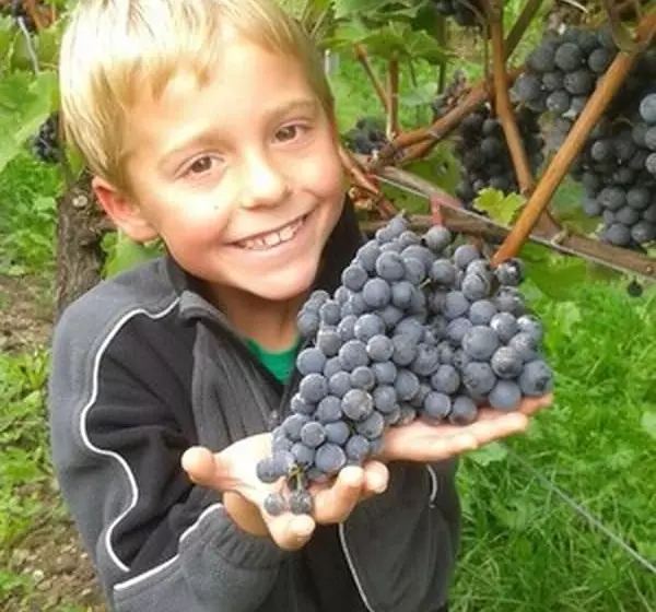 Majatalo Weingut & Gastehaus Kaufmannschneider
