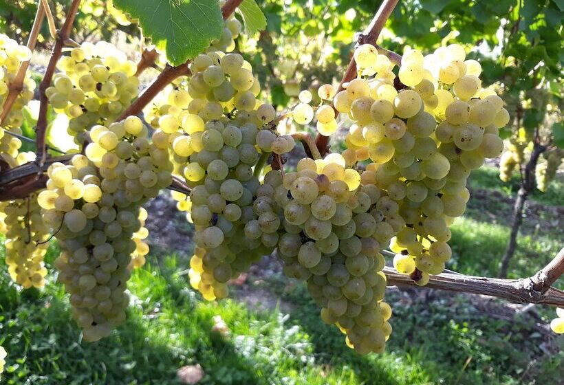 פנסיון Weingut & Gastehaus Kaufmannschneider