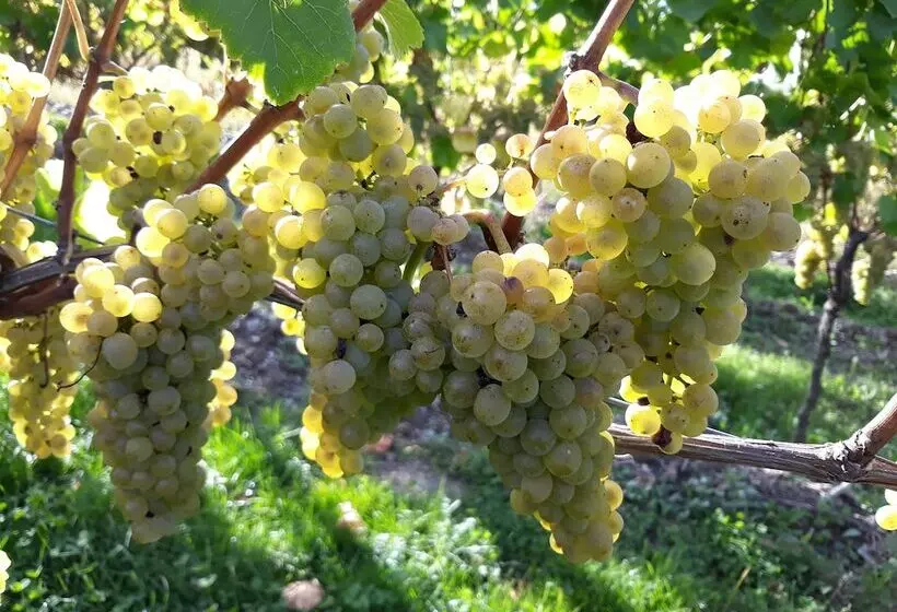 Majatalo Weingut & Gastehaus Kaufmannschneider