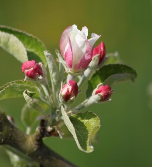 פנסיון La Bastide Du Roy