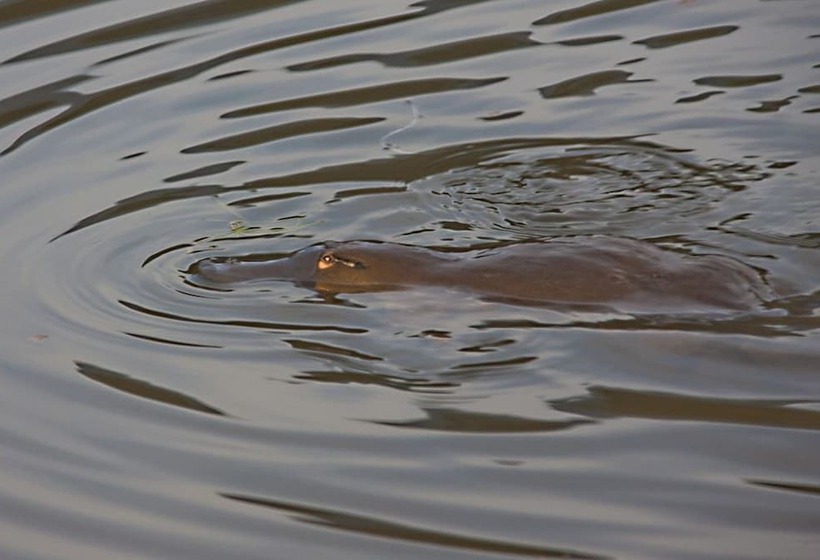 Tyenna River Cottage