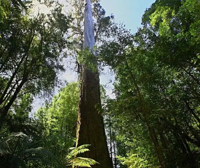 Tyenna River Cottage