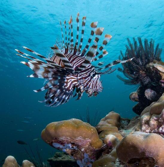 هتل Forra Dive Resort Sunrise