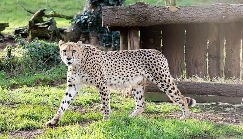 هتل The Maycliffe