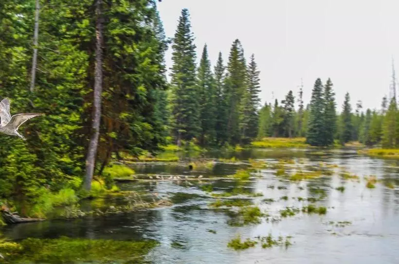 Отель Timbers At Island Park