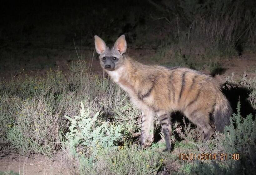 בית מלון כפרי Karoo Gariep Tented Camp