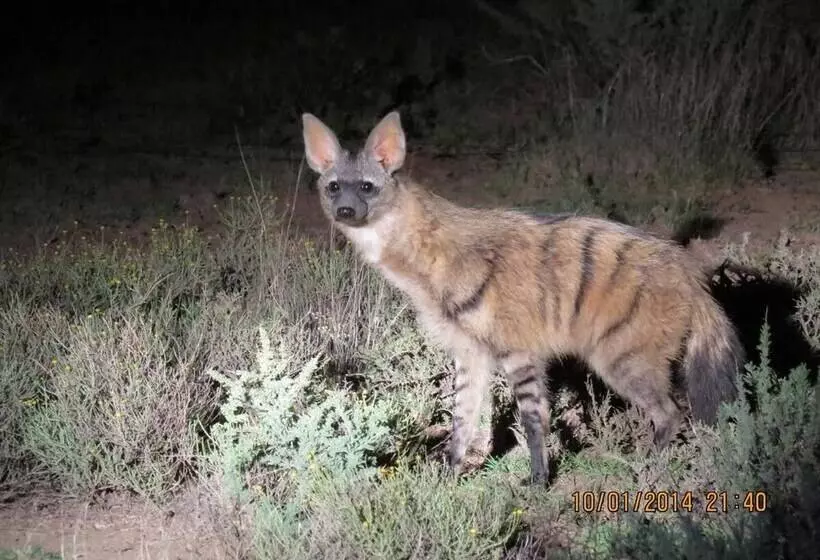 Hotelli Karoo Gariep Tented Camp