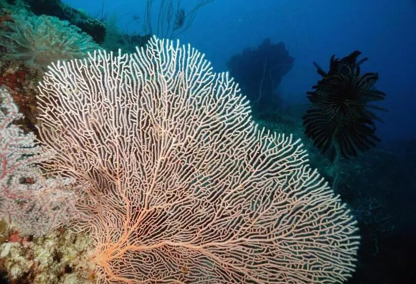 Hotelli Rene's Diverslounge Resort