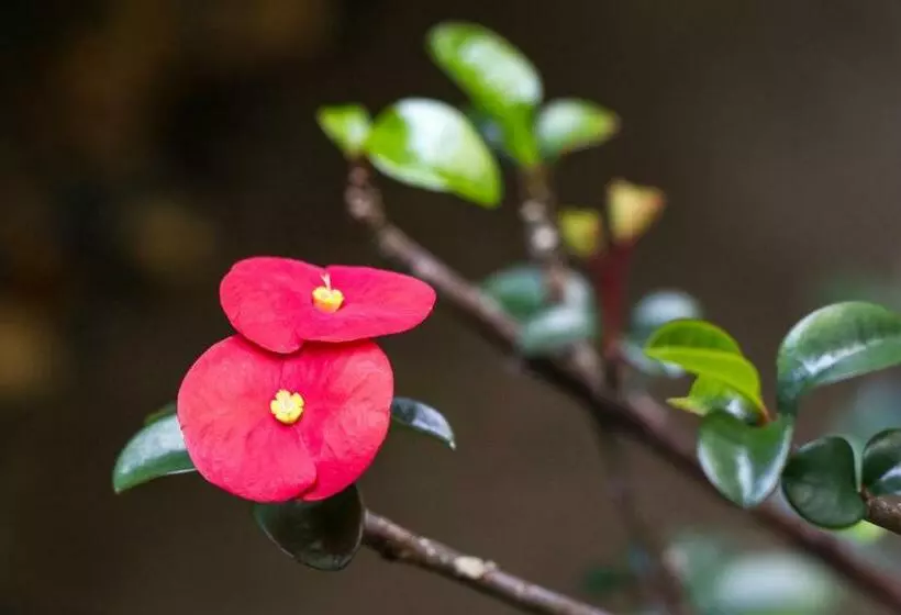 Guácima Escondida Hotel Boutique