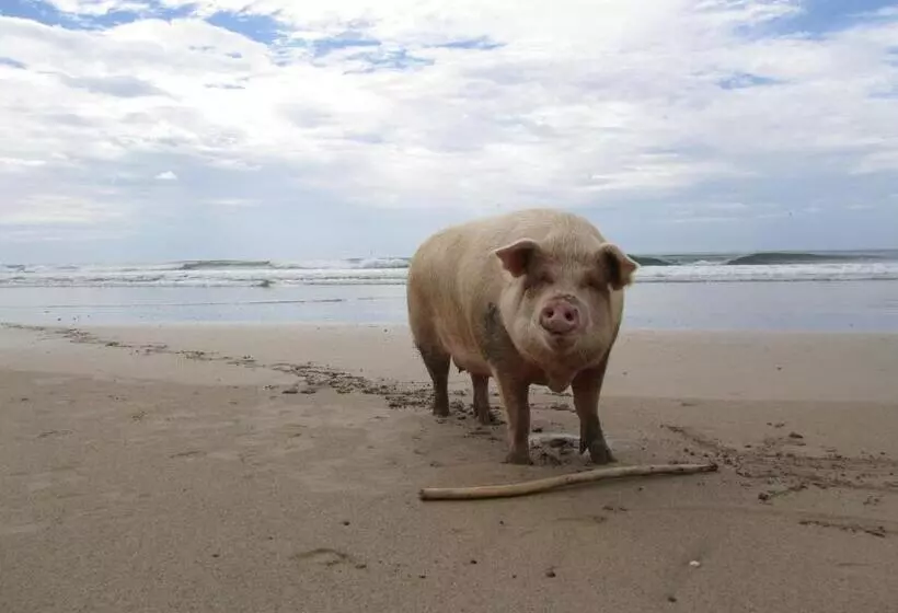 Majatalo Little Hawaii Avellanas