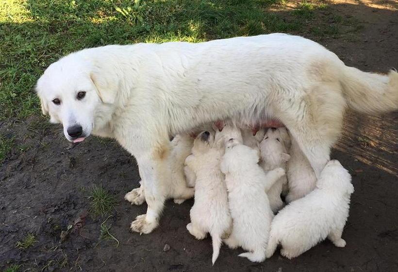 ベッドアンドブレックファースト Ca' Del Cuco