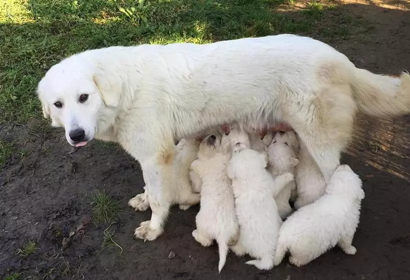 Aamiaismajoitus (B&B) Ca' Del Cuco