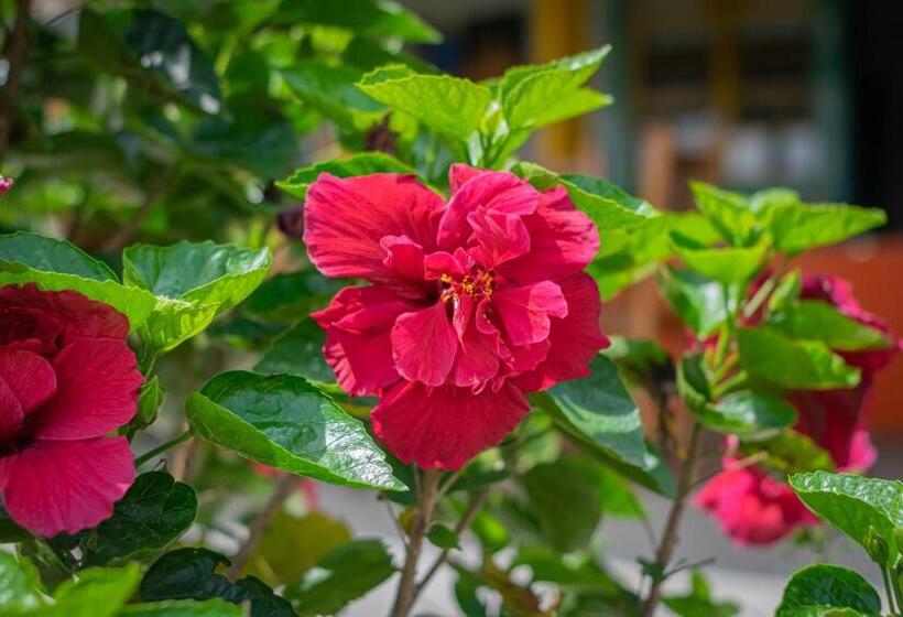 Finca Hotel San Isidro