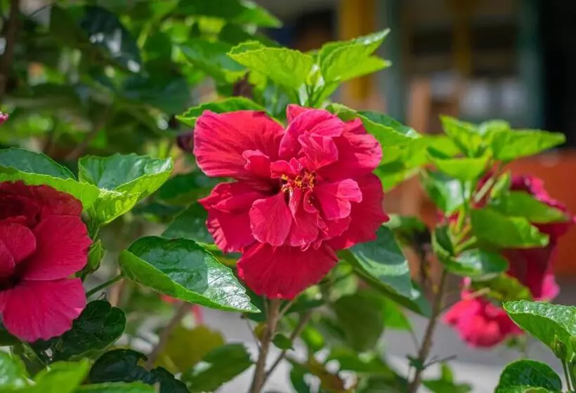 Finca Hotel San Isidro