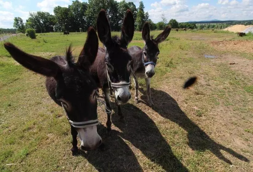 Hotelli Residence Safari Resort   Bison Lodge