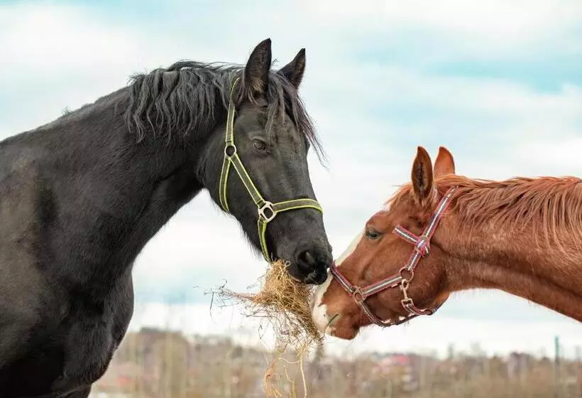 Hotelli Residence Safari Resort   Bison Lodge