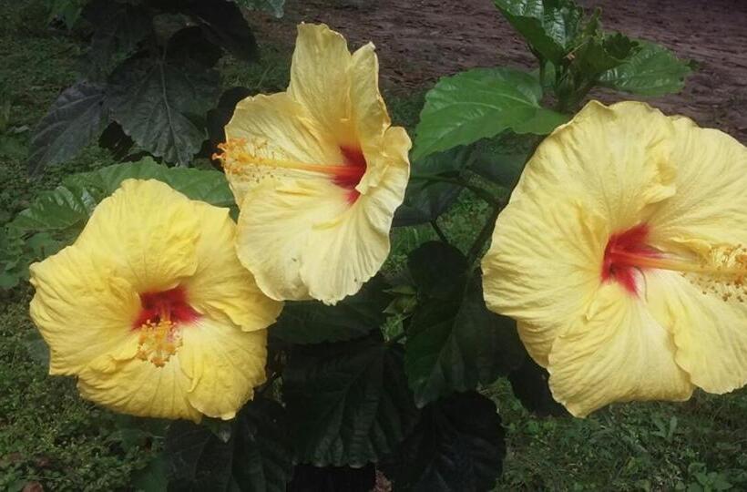 Отель Residencial Valle Sagrado Vilcabamba