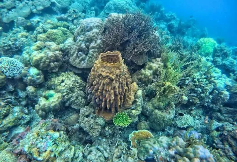 Retkeilymaja Aquarius   Port Barton