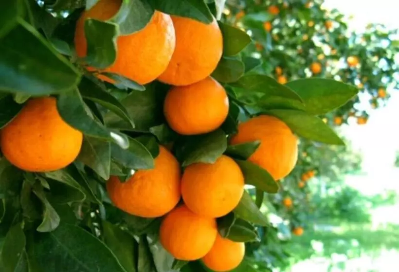 Hotelli Mundubbera Billabong Motor Inn