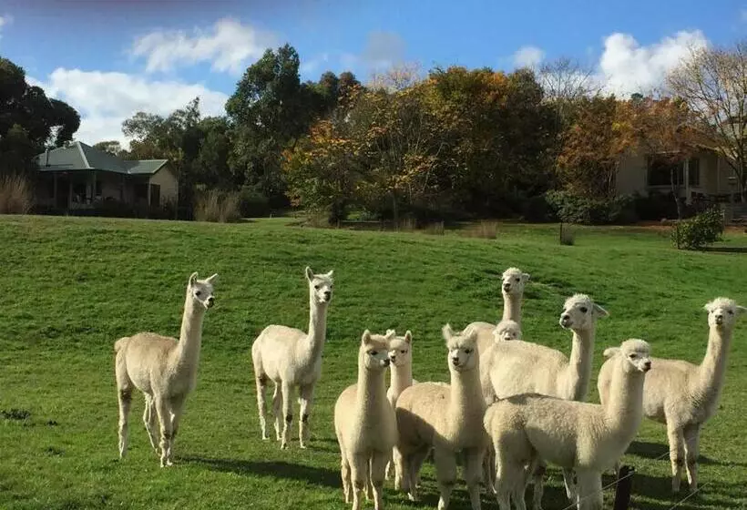 Hotelli Raynella Alpaca Farmstay