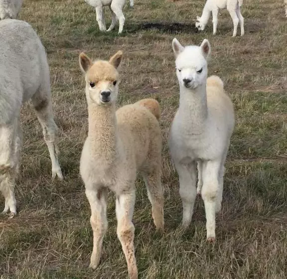 Hotelli Raynella Alpaca Farmstay