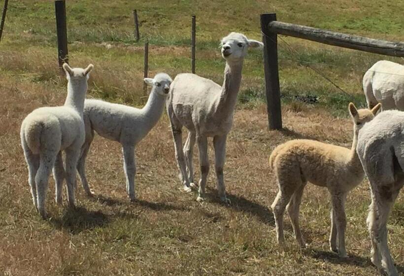 ホテル Raynella Alpaca Farmstay