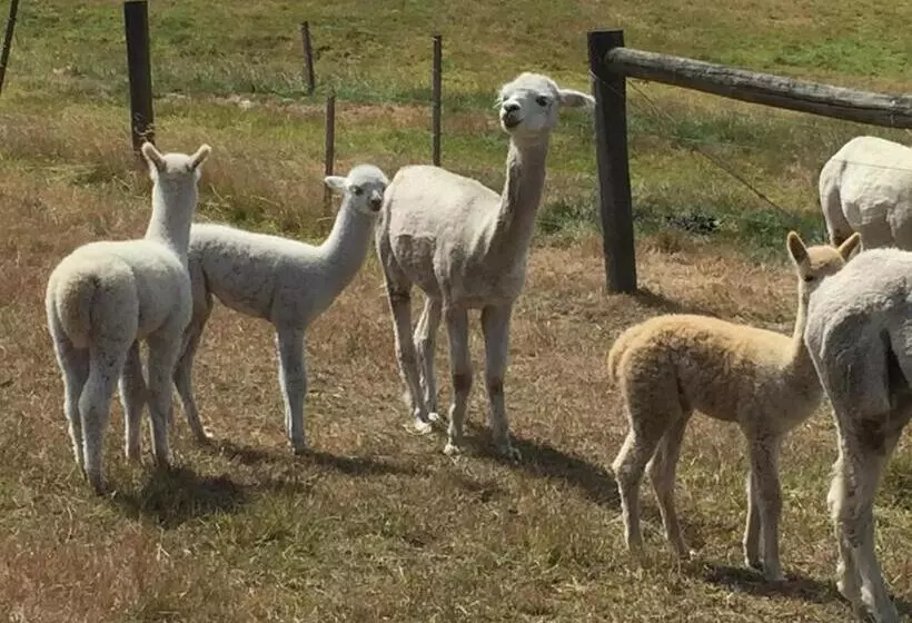 Hotelli Raynella Alpaca Farmstay