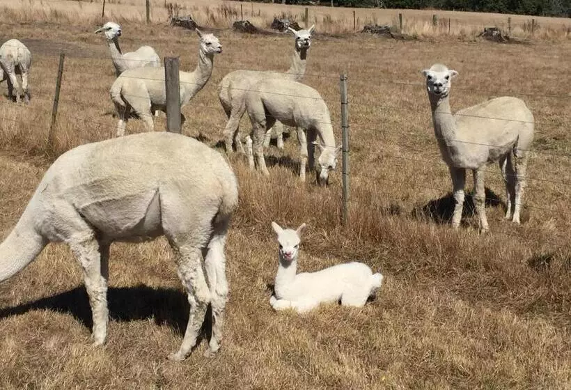 Hotelli Raynella Alpaca Farmstay