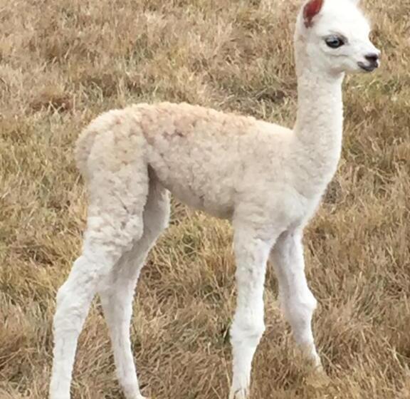 ホテル Raynella Alpaca Farmstay