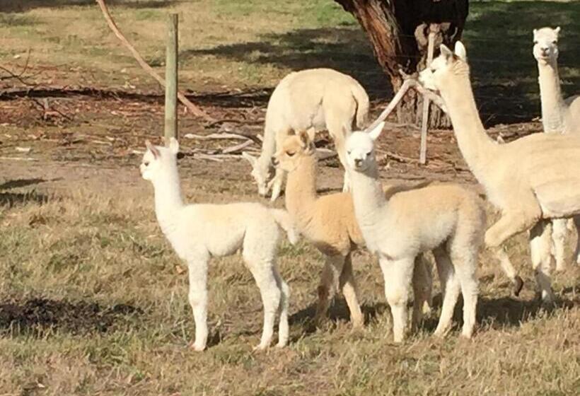 ホテル Raynella Alpaca Farmstay