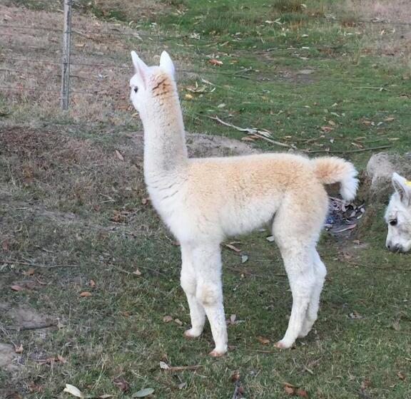 ホテル Raynella Alpaca Farmstay