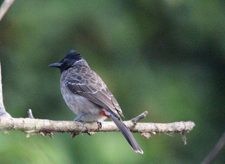 هتل Villa Nilmalee