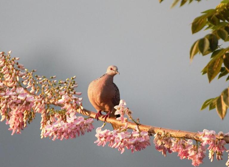 هتل Villa Nilmalee