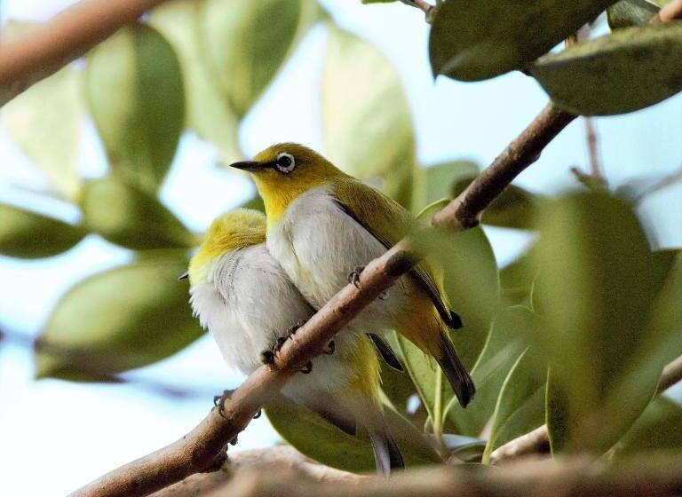 هتل Villa Nilmalee