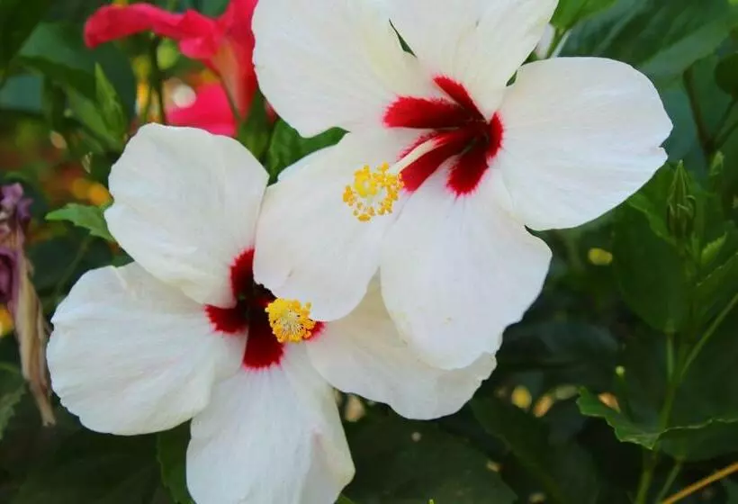 Suite San Juan 135 Gran Pacifica Resort