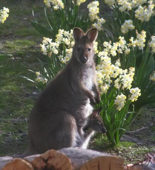 ベッドアンドブレックファースト The Great House Bnb