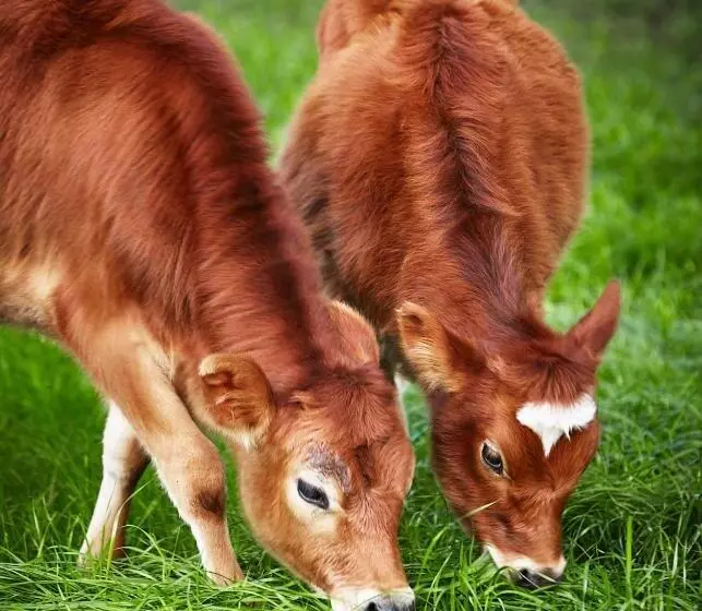 ホテル Birdsong Bellingen Farm